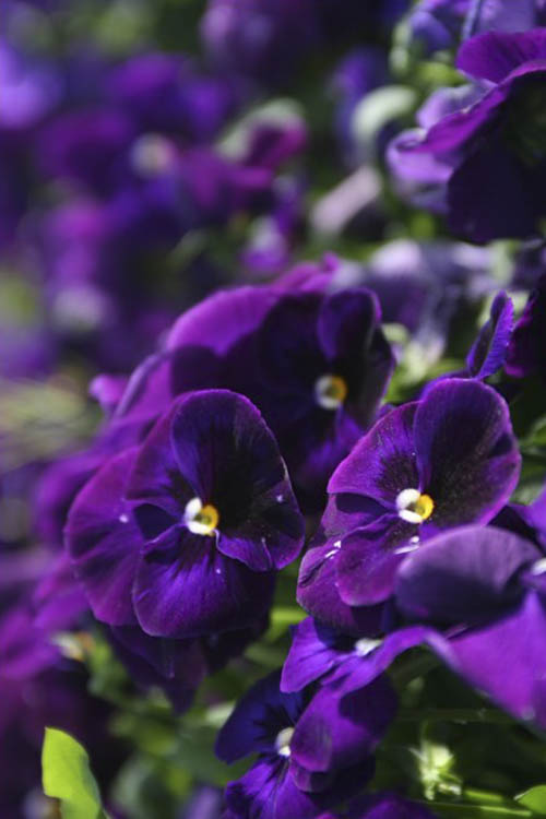 My Favorite Color