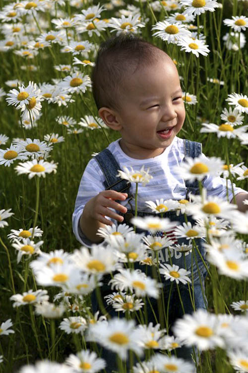 shasta daisy