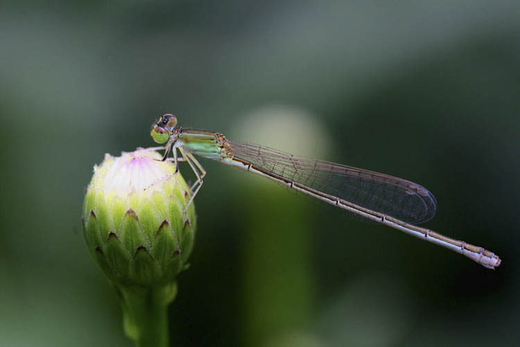 실잠자리과 [Agrionidae]