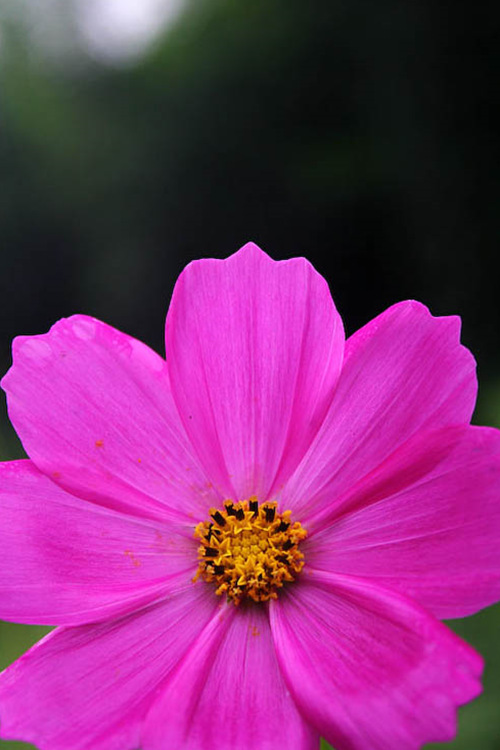 cosmos